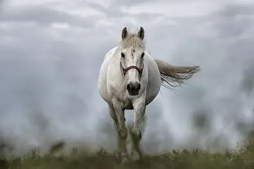 White horse 1136093 340